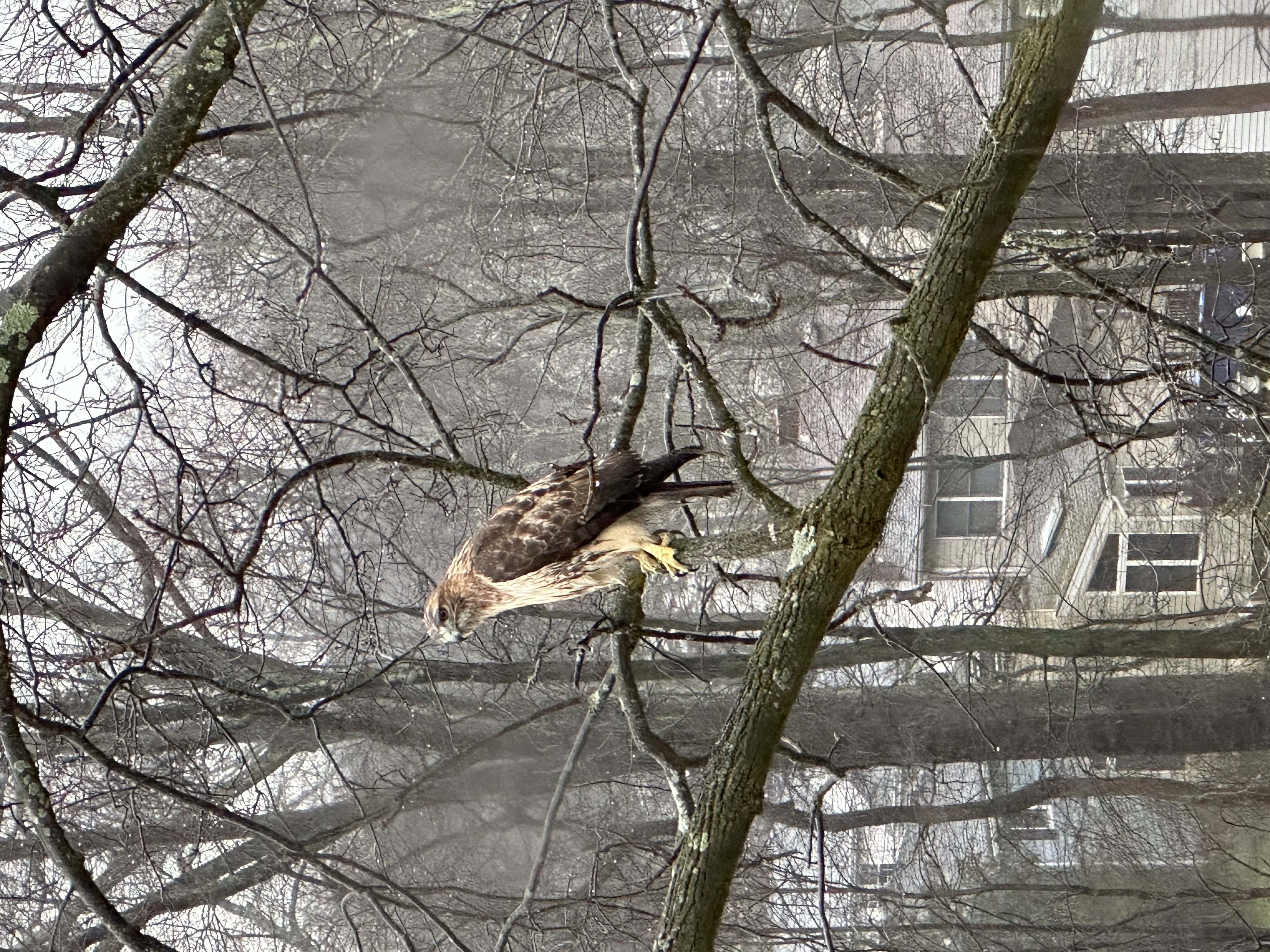Red-tailed Hawk